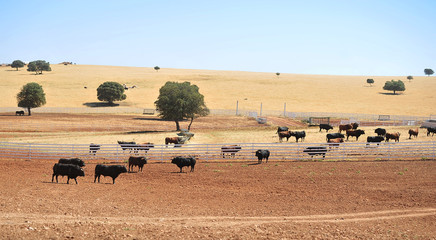 Fototapeta na wymiar bull in the cattle farm