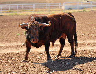 bull in the cattle farm