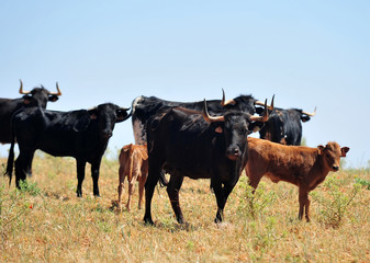 bull in the cattle farm