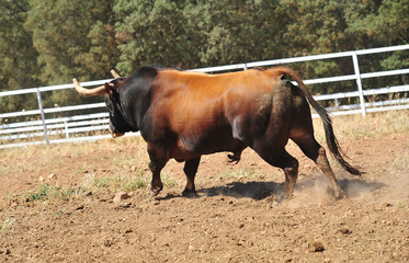 bull in the cattle farm