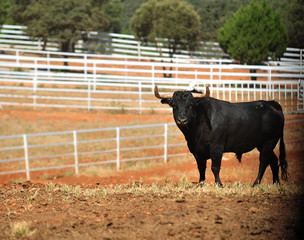 bull in the cattle farm