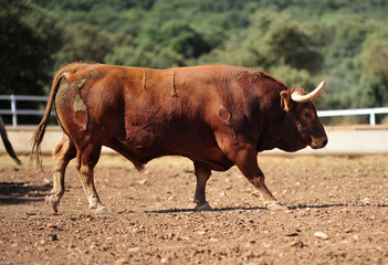 bull in the cattle farm