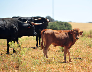 bull in the cattle farm