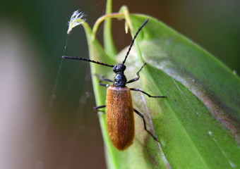Tetrops praeustus
