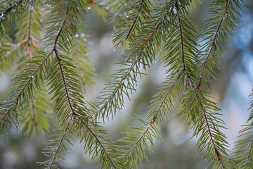 the abstract green tree branches in the nature