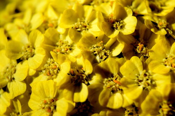 Obraz na płótnie Canvas Yellow flower