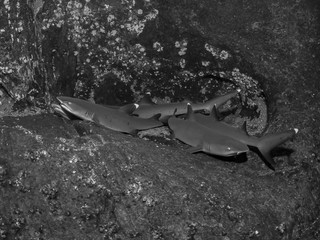 Sharks Roca Partida Mexico