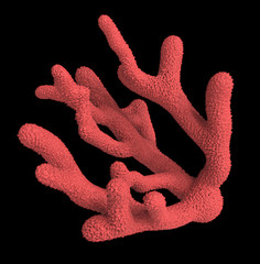3D Illustration of a red coral isolated on black background.