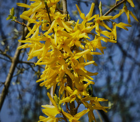 Bright yellow flowers on a blurred background of branches and blue sky. selective focus. Blooming...