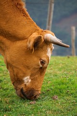 the beautiful brown cow portrait in the mountain