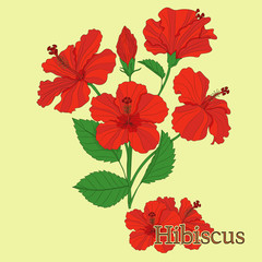 Hibiscus tea. Illustration of a plant in a vector with flowers for use in the cooking of medicinal herbal tea.