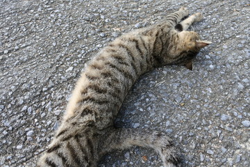 2018年12月　沖縄道中の猫