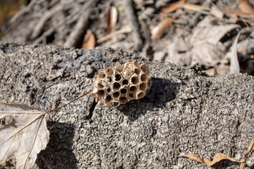 Wasp nest