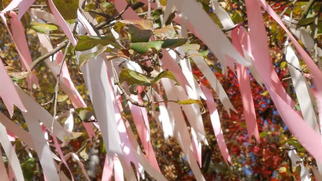 Colored ribbons to the Holy tree.