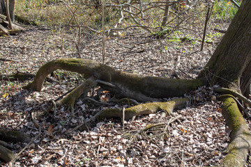 Exposed tree roots