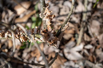 Fungus/Lichen growths