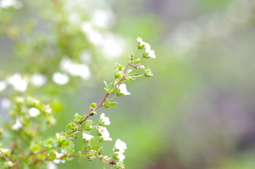 Closeup nature view of thunberg spirea flowers on blurred nature background