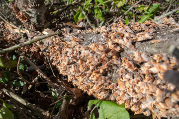 Fungus/Lichen growths
