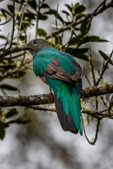 Resplendent Quetzal, Pharomachrus mocinno, from Savegre in Costa Rica with blurred green forest in background. Magnificent sacred green and red bird
