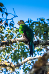 Resplendent Quetzal, Pharomachrus mocinno, from Savegre in Costa Rica with blurred green forest in background. Magnificent sacred green and red bird