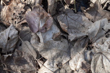 Frog camouflaging in swamp ground litter