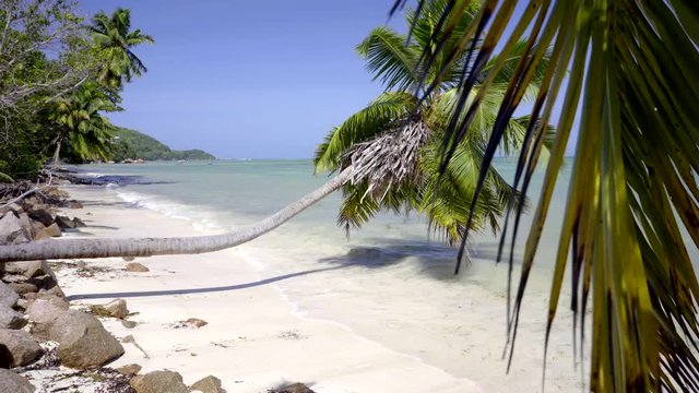 Cocotier sur le littoral sauvage de l'&icirc;le de Praslin, Seychelles