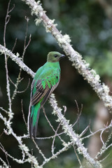 Resplendent Quetzal, Pharomachrus mocinno, from Savegre in Costa Rica with blurred green forest in background. Magnificent sacred green and red bird