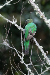 Resplendent Quetzal, Pharomachrus mocinno, from Savegre in Costa Rica with blurred green forest in background. Magnificent sacred green and red bird