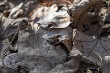 Frog camouflaging in swamp ground litter