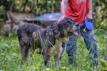 Central asian shepherd dog