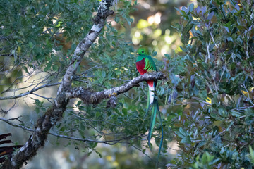 Resplendent Quetzal, Pharomachrus mocinno, from Savegre in Costa Rica with blurred green forest in background. Magnificent sacred green and red bird
