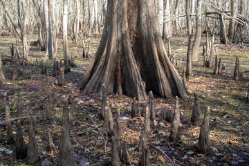 Swamp Trees
