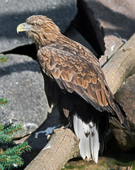 White-tailed eagle. Latin name - Haliaeetus albicilla