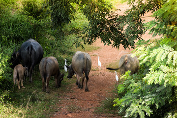 Buffalo have eat grass in the forest.