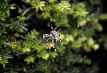 Spider in cobweb