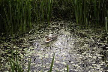 Crocodile in wild lake