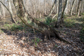 Swamp Trees