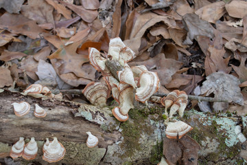 Fungus/lichen growth