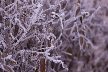 Frosty pattern from the patterns on the branches . Winter background on the screensaver. Design concept.