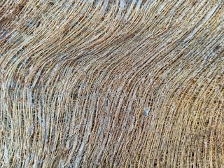 old wood texture of rope