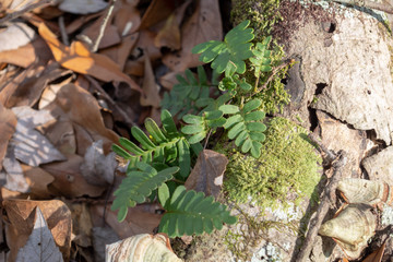 fern growing in swamp land