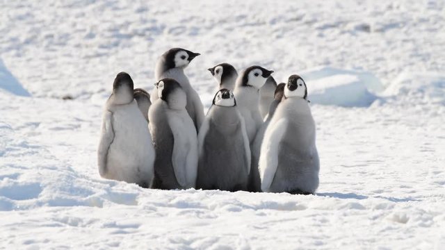 Emperor Penguin chicks on the ice