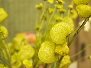 balloonplant balloon cottonbush swan plant