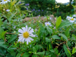 daisy in the grass