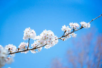 満開の桜