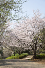 満開の桜