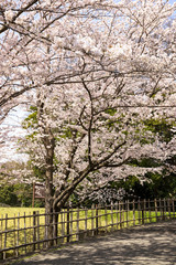 Fototapeta premium 満開の桜