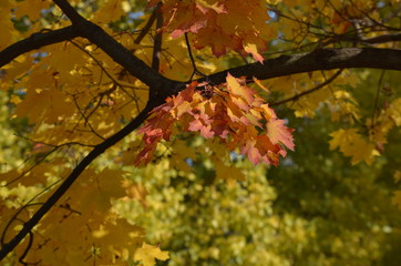 золотая осень 