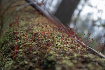 Close up of fungus and moss growing on fallen swamp tree