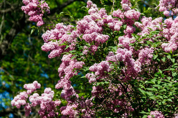 Obraz premium Purple lilac flowers on a bush